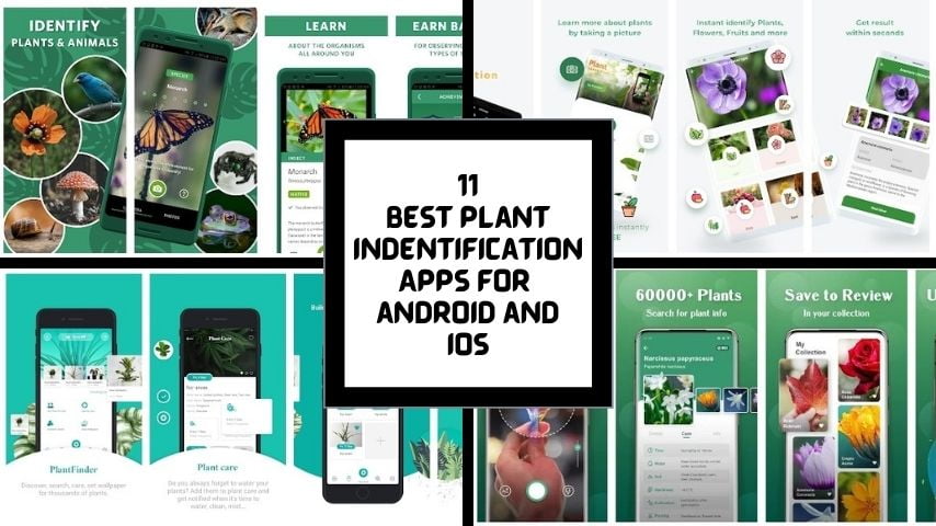 Read more about the article 11 Best Plant Identification Apps for Android and iOS